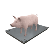 Ваги для свиней без решітки Днепровес ВПД-750х1200-СК 0.5т